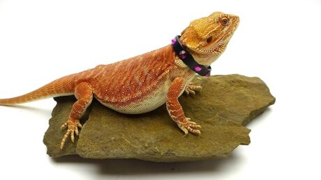 Leather Reptile Collar; Pink Rhinestones, 5" Neck