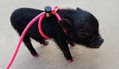 12-Foot Mini Pig Harness - Adjustable Harness & Leash for All Animals - Pigs, Ferrets, Rabbits, Guinea Pigs, Dogs, Cats, Reptile, and Chickens